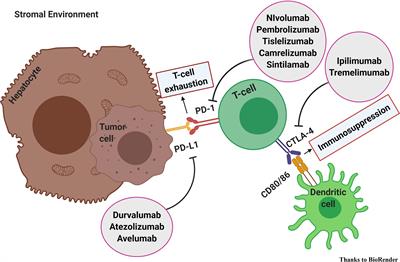 Frontiers | Immune Checkpoint Inhibitors In The Treatment Of HCC